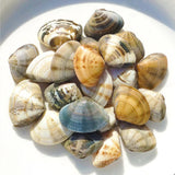 [클래미] 냉동 해감자숙 비단조개 1kg (BIDAN CLAM)